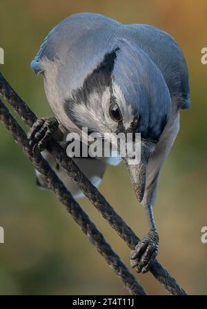 Ein Buejay auf dem Deck mit einer Nuss Stockfoto