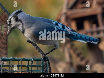Ein Buejay auf dem Deck mit einer Nuss Stockfoto