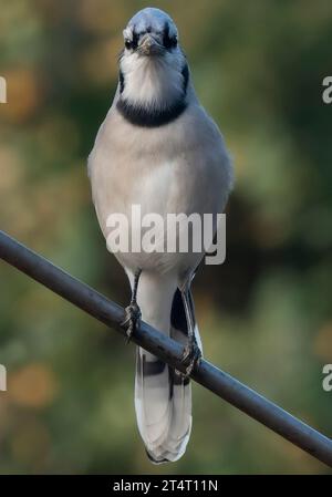 Ein Buejay auf dem Deck mit einer Nuss Stockfoto