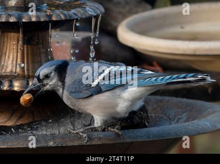 Ein Buejay auf dem Deck mit einer Nuss Stockfoto