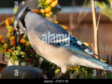 Ein Buejay auf dem Deck mit einer Nuss Stockfoto
