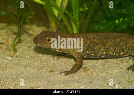 Natürliche Nahaufnahme eines männlichen chinesischen Warzenmolchs, Paramesotriton chinensis, unter Wasser Stockfoto