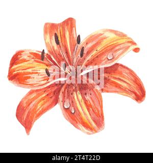 Aquarell Tigerlilie Blume handgezeichnet im botanischen Stil für Logo, Hochzeit, Feiertag und Geburtstag Designs Invit. Orangefarbenes isoliertes Element Stockfoto