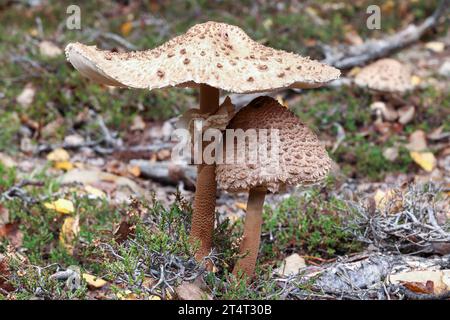 Große und kleine Sonnenschirmpilze im Wald - essbare Pilze Stockfoto