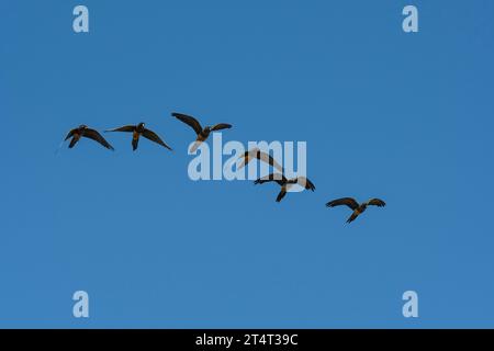 Papageiengräber im Flug, Provinz La Pampa, Patagonien, Argentinien Stockfoto