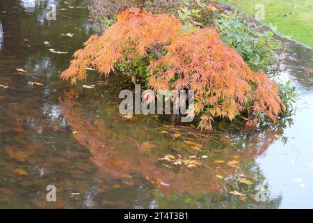 Nahaufnahme der gelb-orange herbstfarbenen Blätter des niedrig wachsenden Ziergartens Ahorn Acer palmatum. Stockfoto