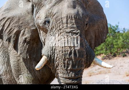 Wilder afrikanischer Elefant aus nächster Nähe, Botswana, Afrika Stockfoto
