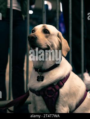 Gut erzogener Hund beim Jiu Jitsu Turnier in San Diego Kalifornien. Stockfoto