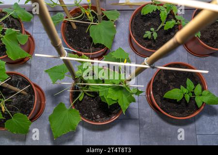 Tomaten- und Gurkenpflanzen in Töpfen, während sie im Frühjahr im Haus wachsen Stockfoto