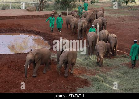 Nairobi, Kenia. November 2023. Elefanten werden in der Sheldrick Trust Foundation gesehen, wo König Karl III. Und Königin Camilla die Stiftung besuchten, um mehr über die Stiftung zu erfahren. Königin Camilla und König Karl III. Sind auf Einladung von Präsident William Ruto zu einem Staatsbesuch in Kenia. Quelle: SOPA Images Limited/Alamy Live News Stockfoto