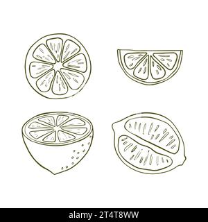Vektor-handgezeichnete Zitronen. Ganze Zitrone, in Stücke geschnitten, halb. Illustration im Stil der Gravur tropischer Sommerfrüchte. Das detaillierte Zitru Stock Vektor