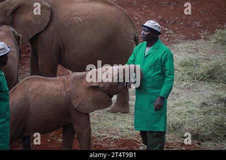 Nairobi, Kenia. November 2023. Ein Elefantenpfleger spielt mit einem Elefantenbaby während eines Besuchs von König Karl III. Und Königin Camilla bei der Sheldrick Trust Foundation in Nairobi. Königin Camilla und König Karl III. Sind auf Einladung von Präsident William Ruto zu einem Staatsbesuch in Kenia. (Foto: John Ochieng/SOPA Images/SIPA USA) Credit: SIPA USA/Alamy Live News Stockfoto