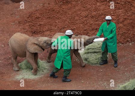 Nairobi, Kenia. November 2023. Elefantenpfleger füttern Elefantenbabys mit Milch in der Sheldrick Trust Foundation, wo König Charles III. Und Königin Camilla mehr über die Stiftung erfahren. Königin Camilla und König Karl III. Sind auf Einladung von Präsident William Ruto zu einem Staatsbesuch in Kenia. (Foto: John Ochieng/SOPA Images/SIPA USA) Credit: SIPA USA/Alamy Live News Stockfoto