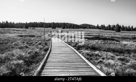 Holzweg in Bozi dar Moor Naturschutzgebiet am sonnigen Herbsttag. Erzgebirge, Tschechisch: Krusne hory, Tschechische Republik. Schwarzweiß-Fotografie. Stockfoto