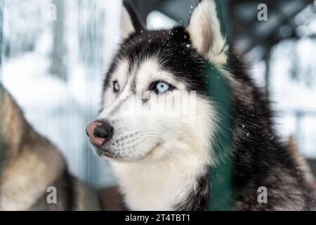 Side poirtrait der schönen ruhigen reinrassigen siberain Husky Hunde sitzen in Zwinger im Freien warten auf Waldausflug Abenteuer Hundeschlittenfahrt auf kalten Winter verschneit Stockfoto