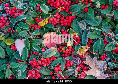 Milchblätter und rote Cotoneaster-Beeren. Stockfoto
