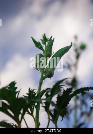 Selektiver Fokus einer Okrapflanze und wachsender Okras. Tiefwinkelaufnahme von Okra-Pflanzen mit blauem Himmel. Stockfoto