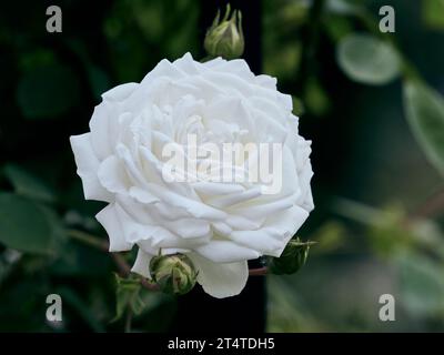 Blühende weiße Rose auf einem verschwommenen Hintergrund Stockfoto