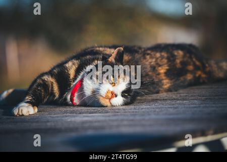 Schildpatt-Katze, die sich an einem sonnigen Herbsttag entspannt Stockfoto