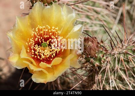 Braune Feigenkaktus-Blüte-Nahaufnahme. Opuntia phaeacantha Stockfoto