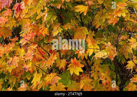 Ahornblätter in ihren Herbstfarben entlang der Steveston Waterfront in British Columbia Kanada Stockfoto