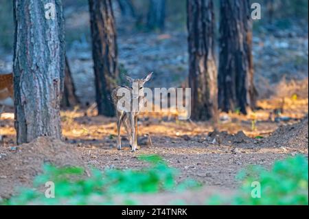 Baby-Damhirsch, der im Wald wandert (Dama dama) Stockfoto