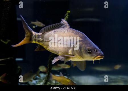 Spiegelkarpfen im großen Aquarium im Haus am Teich, Museumsquartier Tirschenreuth Stockfoto