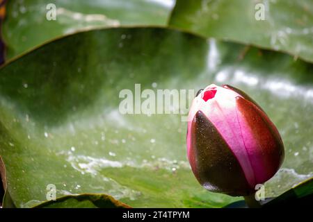 Lilly, rosa Stockfoto