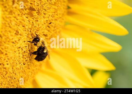Makrofoto des Profils einer Biene, die eine Sonnenblume bestäubt; gelb Stockfoto