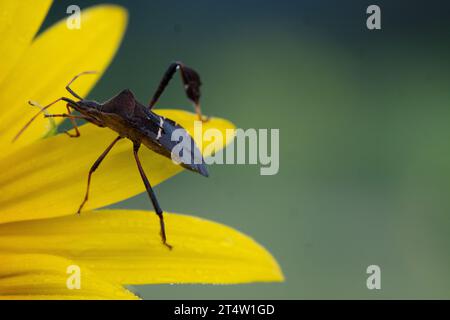 Nahaufnahme eines schwarzen Insekts, das im Sommer auf den gelben Blütenblättern einer Sonnenblume krabbelt; Makro Stockfoto