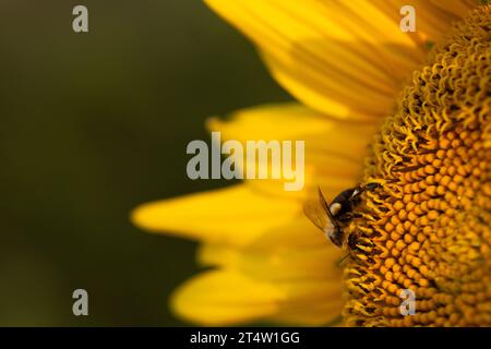 Makrofoto einer Biene, die eine hellgelbe Sonnenblume bestäubt; Nahaufnahme Stockfoto