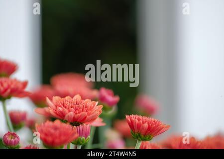 Blühende Gartenmütter mit weißen Zaunpfosten Stockfoto