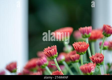 Blühende Gartenmütter mit weißen Zaunpfosten Stockfoto