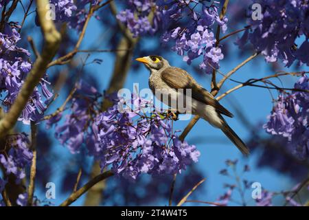 Ein australischer ausgewachsener Noisy Miner-Manorina melanocephala-Vogel, der auf einem wunderschönen blühenden Jacaranda-Baum in sanfter Morgensonne thront Stockfoto