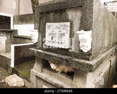 Caloocan, Philippinen. November 2023. Eine streunende Katze wirft einen Blick unter einen offenen Raum eines Grabes. Menschen strömen zum Friedhof Sangandaan, um den UNDAS oder Allerheiligen in Caloocan City zu beobachten, trotz heftiger Regenfälle, um ihre verstorbenen Angehörigen zu besuchen. Die Philippine National Police (PNP) Caloocan wurde außerhalb des Friedhofs eingesetzt, um die Ordnung und Sicherheit der Öffentlichkeit zu gewährleisten. Quelle: SOPA Images Limited/Alamy Live News Stockfoto