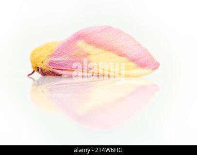 Makro einer rosigen Ahornmotte ( dryocampa rubicunda). Seitenansicht auf weißem Hintergrund. Stockfoto