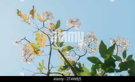 Weiße ipe-Blume oder Lapacho blanco (Tabebuia roseo-alba) blüht auf der Straße von Salatiga, Indonesien. Stockfoto