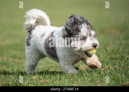 Niedliches, kleines Havanesisches Hündchen in Schwarz und weiß, das mit einem Ball läuft Stockfoto