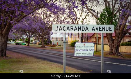 Grafton, NSW, Australien - Jacaranda Avenue Straßenschild mit blühenden Bäumen im Hintergrund Stockfoto