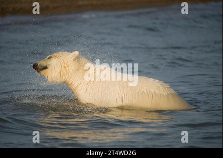 Eisbär Ursus maritimus schüttelt Wasser aus seinem Fell, während er auf Köpfe aus dem Wasser wartet Bernard Spit 1002 Area ANWR Alaska Stockfoto