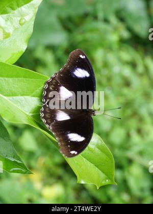 Blauer Mond oder großer Eggfly (Hypolimnas bolina) Schmetterling auf Blatt mit natürlichem grünen Hintergrund, Trey weiße Streifen auf dem dunkelbraunen Flügel Stockfoto