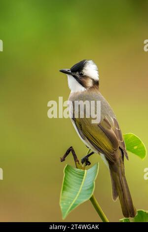 Leichte belüftete Bulbul-Vogel-Nahaufnahme Stockfoto