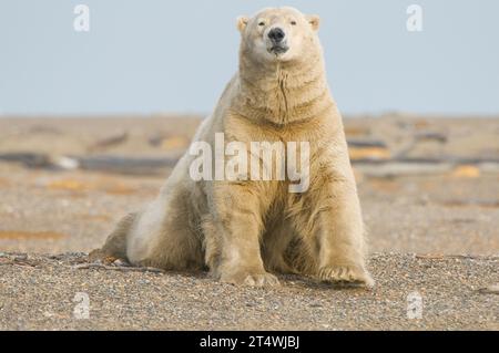 Der Eisbär Ursus maritimus liegt am Ufer der Bernard Nehrung, während er auf das Frosten der 1002 ANWR Alaska wartet Stockfoto