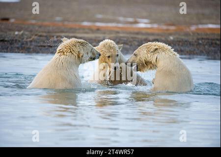 Eisbären Ursus maritimus drei Nachwuchsjungen spielen an der Bernard Nehrung während des Herbstfrierens in 1002 Area ANWR Alaska miteinander Stockfoto