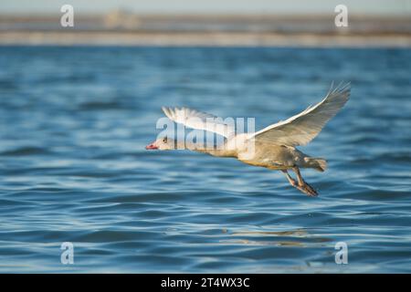 Whistling Swan Cygnus columbianus oder Tundra Swan juvenile im Flug, 1002 Gebiet des Arctic National Wildlife Refuge North Slope Alaska Stockfoto