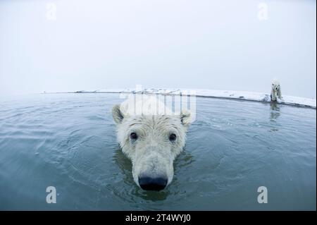 Eisbären Ursus maritimus neugieriger junger Bär entlang der Bernard Nehrung, während er auf den Fall wartet, der an der Küste 1002 Area ANWR Alaska friert Stockfoto