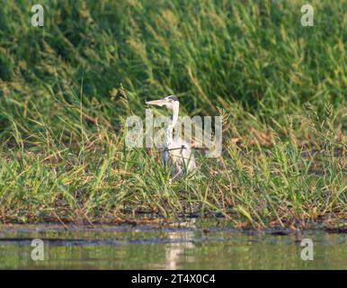 Der Graureiher Ardea cinerea stand am Rande von Feuchtgebieten am Flussufer in Rasen Stockfoto