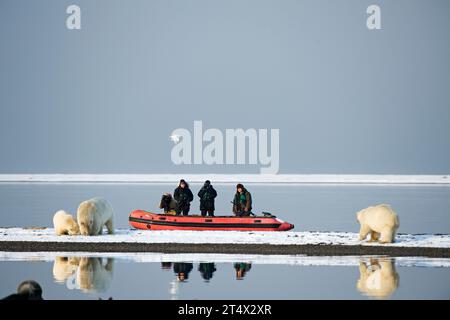 Eine Gruppe von Fotografen mit ihrem Inupiaq Reiseleiter beobachten und schießen Eisbären, Ursus maritimus, von einem Tierkreiszeichen entlang der Nehrung vor Barter Island AK aus Stockfoto