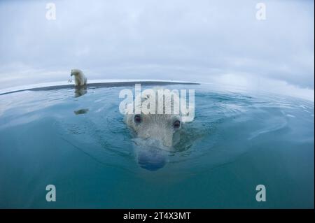 Eisbären Ursus maritimus neugierige junge Bären schwimmen im Wasser entlang der Küste, während sie auf den Fall der Beaufort Sea vor der ANWR AK 1002 warten Stockfoto