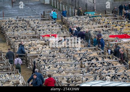 Verkauf von Mule Gimmer Lamb auf dem Hawes Livestock Market, Wensleydale, North Yorkshire, Großbritannien, wo 30.000 Zuchtlämmer über 2 Tage verkauft werden. Stockfoto